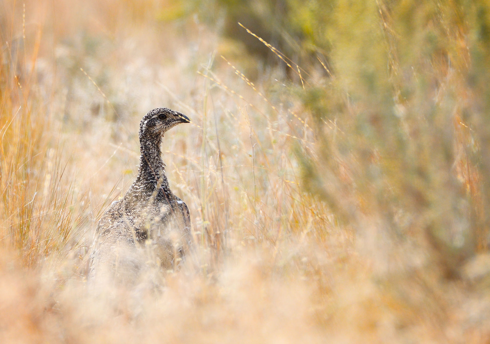Sagebrush losses